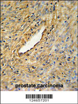 CEP63 Antibody (Center)