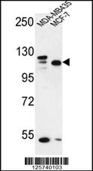 SEC24C Antibody (Center)