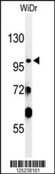 SAC2 Antibody (N-term)