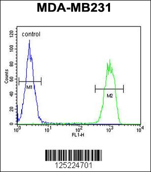 CJ119 Antibody (N-term)