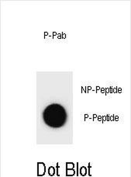Phospho-CCND3(S264) Antibody