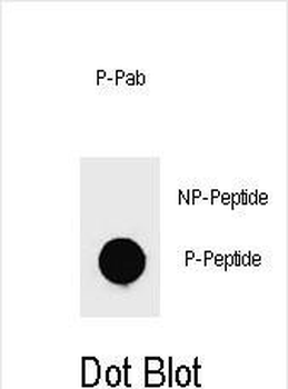 Phospho-mouse KIT(Y719) Antibody