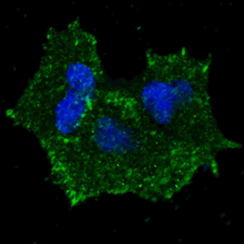 Phospho-ERBB2(Y1196) Antibody