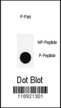 Phospho-Nanog(S285) Antibody