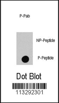 Phospho-RAF1(S494) Antibody
