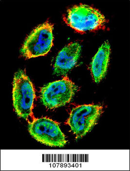 Phospho-P53(S9) Antibody