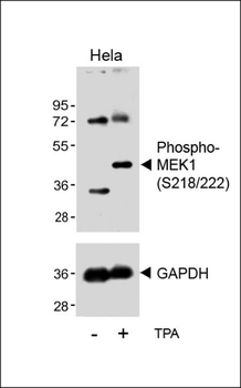Bi-Phospho-MEK1(S218/222) Antibody