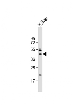 GOT1 Antibody (N-term)