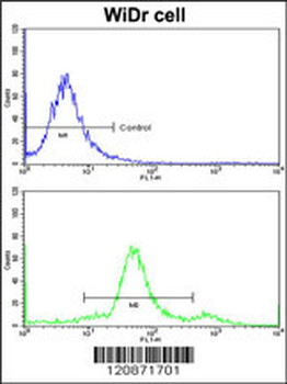 YWHAG Antibody (Center)