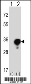 YWHAG Antibody (Center)