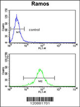 PGLS Antibody (C-term)