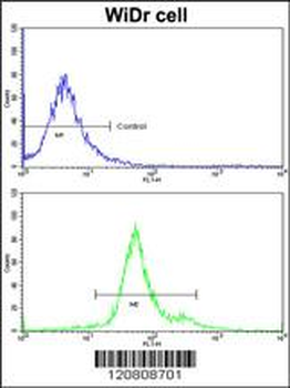 GSTP1 Antibody (C-term)