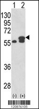 PDIA3 Antibody (Center)