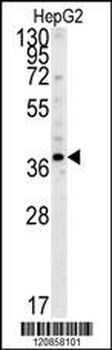 PSMD7 Antibody (C-term)