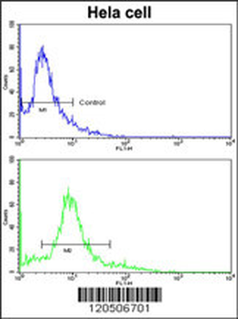 ACTR3 Antibody (C-term)