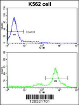 CCT3 Antibody (Center)