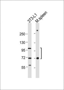 CD36 Antibody (Center)
