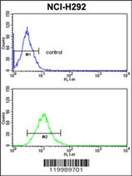 CD166 Antibody (N-term)
