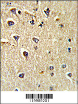 CD166 Antibody (N-term)