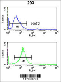 RFC3 Antibody (Center)