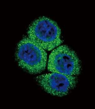 APEX1 Antibody (N-term)