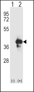 APEX1 Antibody (N-term)