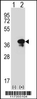 STX3 Antibody (Center)