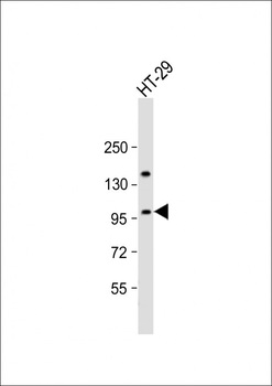 ATXN1 Antibody (S776)