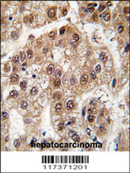 U2AF1 Antibody (Center S70)