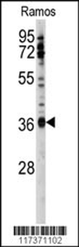 U2AF1 Antibody (Center S70)
