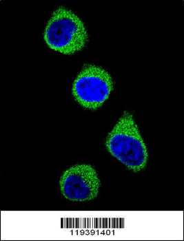 MTHFD1 Antibody (Center P550)
