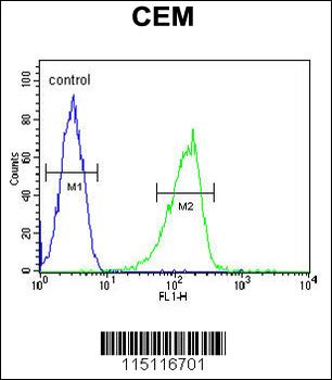 ZIC3 Antibody (Center)