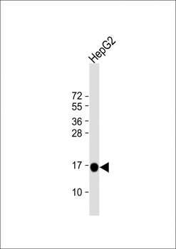 MGST1 Antibody (Center)