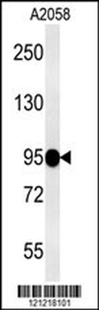 SEMA6A Antibody (N-term)