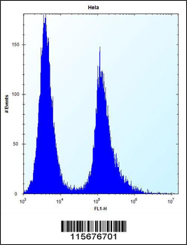 Vimentin Antibody (Center)