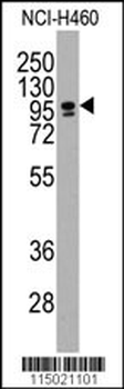 CBF (CEBPZ) Antibody (C-term)