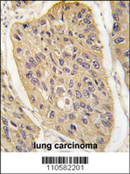 WIF1 Antibody (N-term)