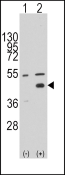 WIF1 Antibody (N-term)