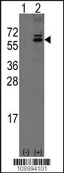 Olfm1 Antibody (C-term)