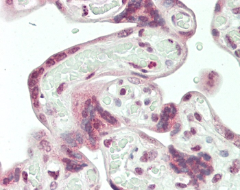 HERV (ERVWE1) Antibody (Center)