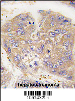 Dtnbp1 Antibody (N-term)