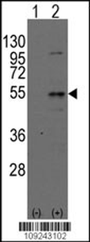 Dtnbp1 Antibody (N-term)