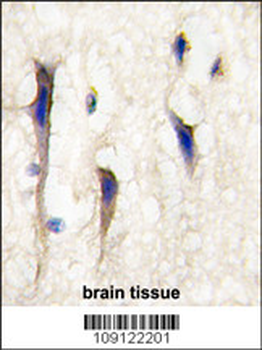 Arhgef9 Antibody (Center)