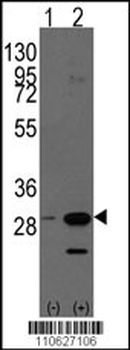 PHB1 Antibody (C-term)