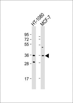 Cyclin D1 Antibody (S90)