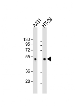 p53 Antibody (Sumoylation Site Specific)