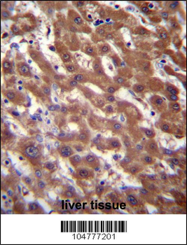 RCE1 Antibody (N-term W57)