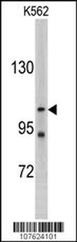 LLGL2 Antibody (C-term)