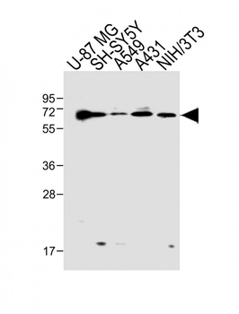 Epsin2 Antibody (N-term)