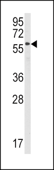 STAM Antibody (C-term)
